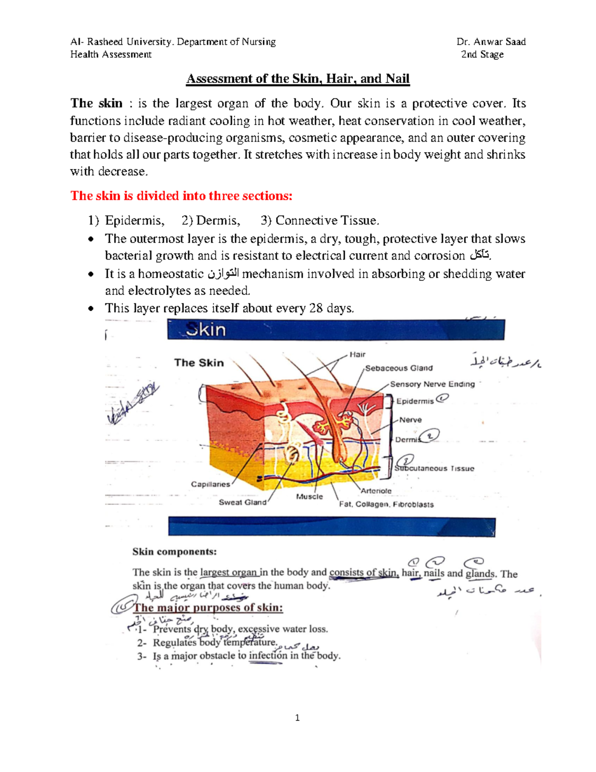 Assessment of the Skin 2 - Health Assessment 2nd Stage Assessment of ...