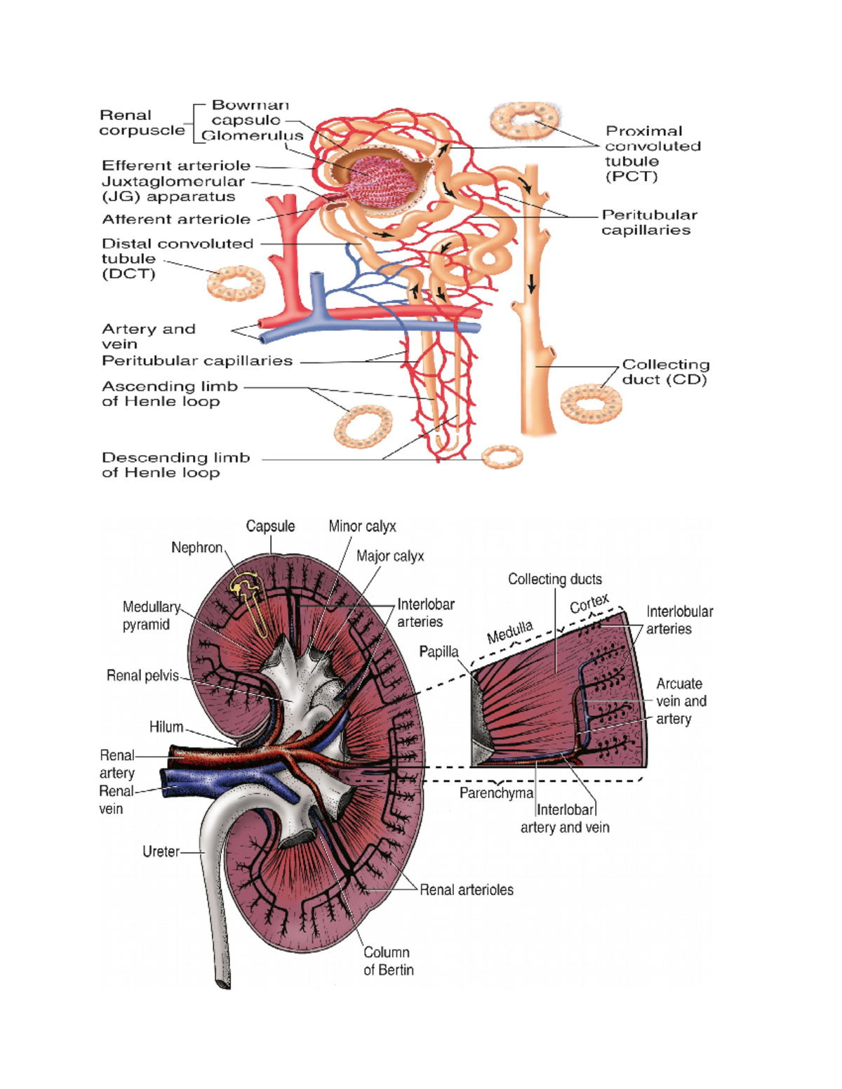 CH 60 Notes - n/a - Serum creatinine Males: 0.6-1 mg/dL Females: 0.5-1 ...