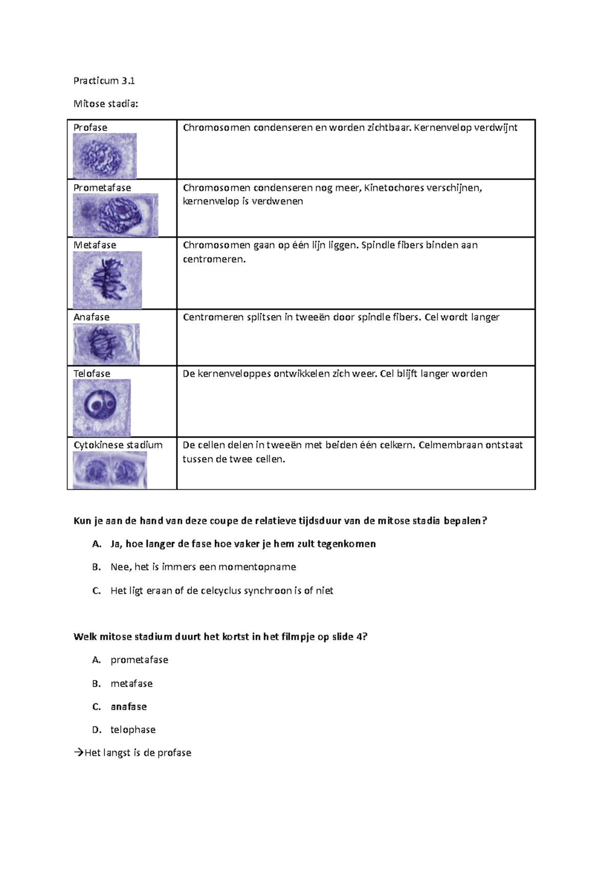Practicum 3.1 uitwerkingen - Practicum 3. Mitose stadia: Profase ...