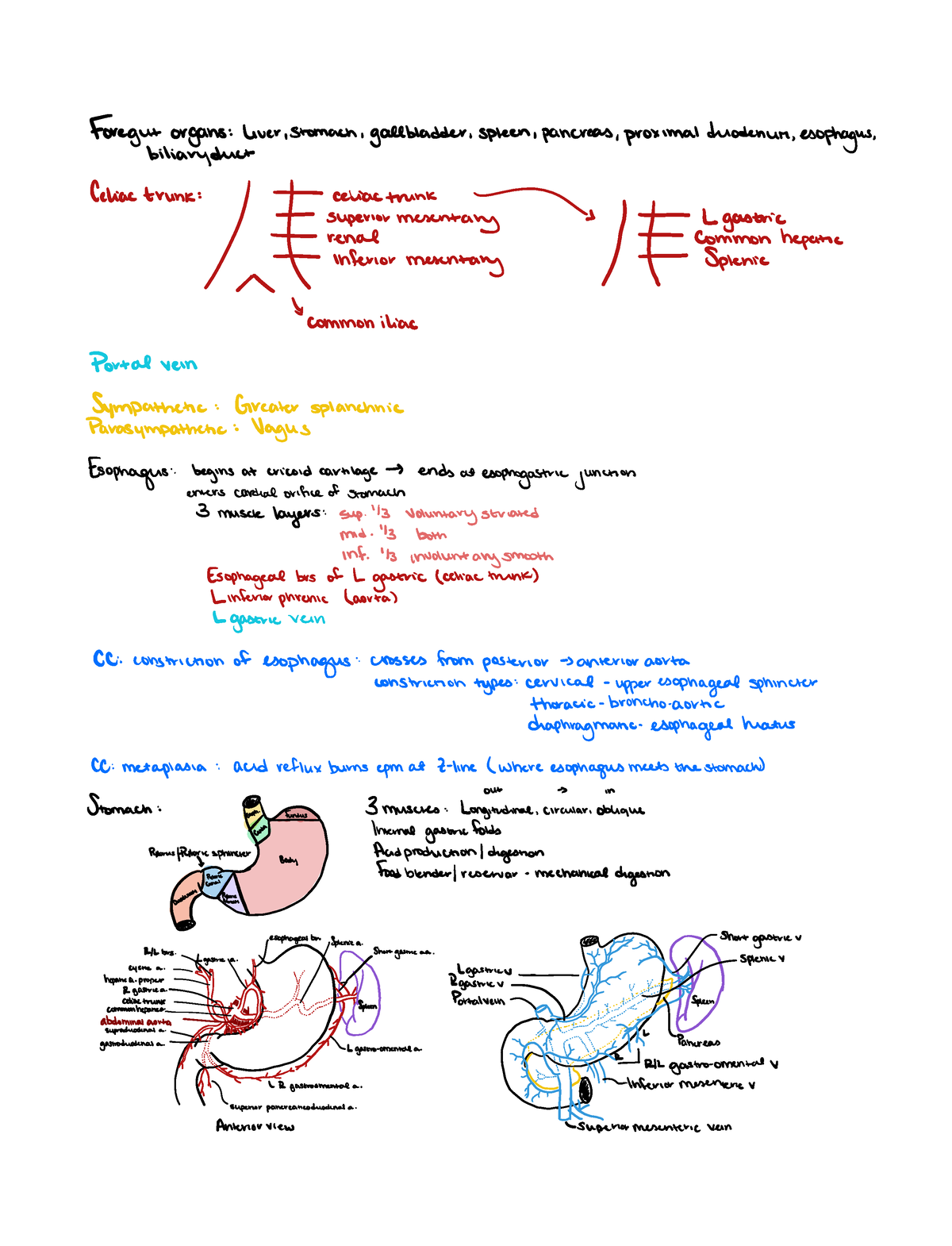 Foregut High Yield Anatomy Review - ####### Foregutorgans liverstomach ...