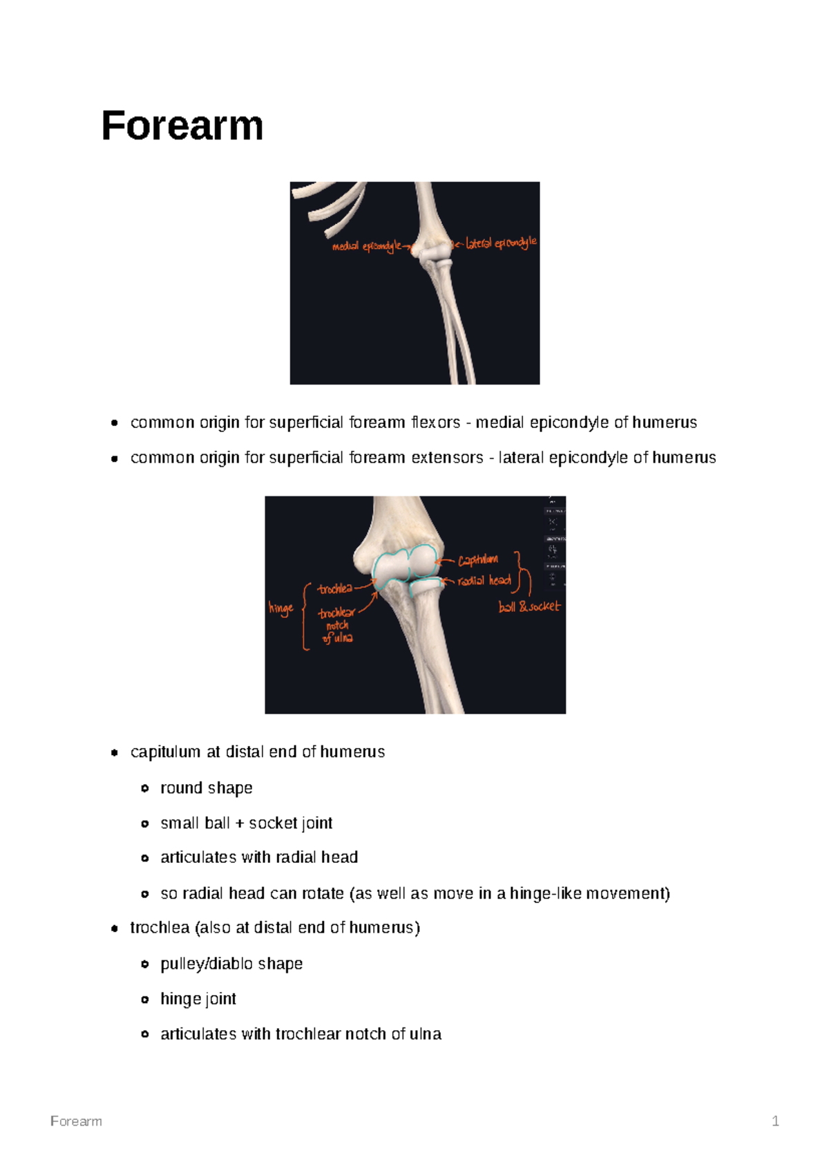 Forearm - Forearm common origin for superficial forearm flexors ...