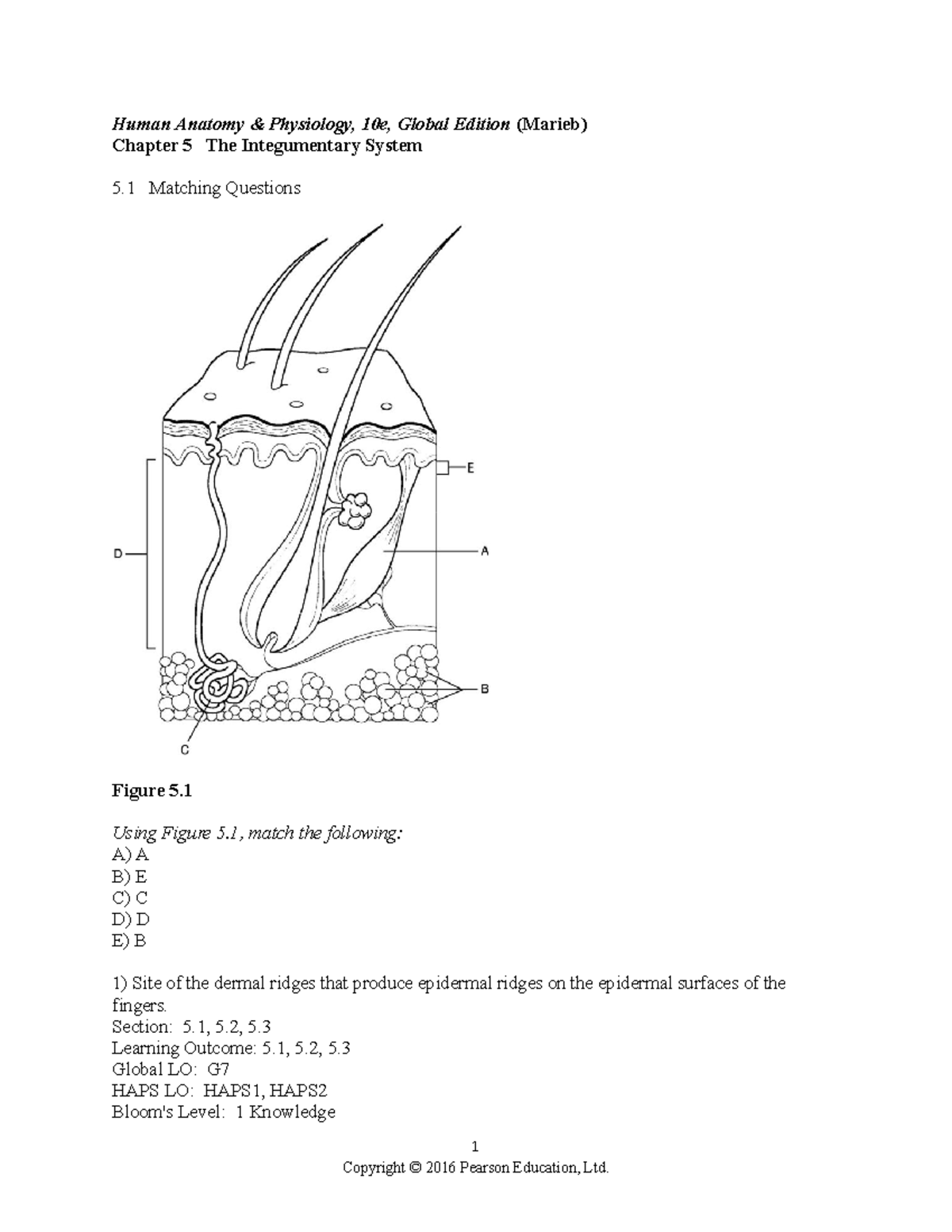 Ch 05 Test Bank - Test Banks - Human Anatomy & Physiology, 10e, Global ...