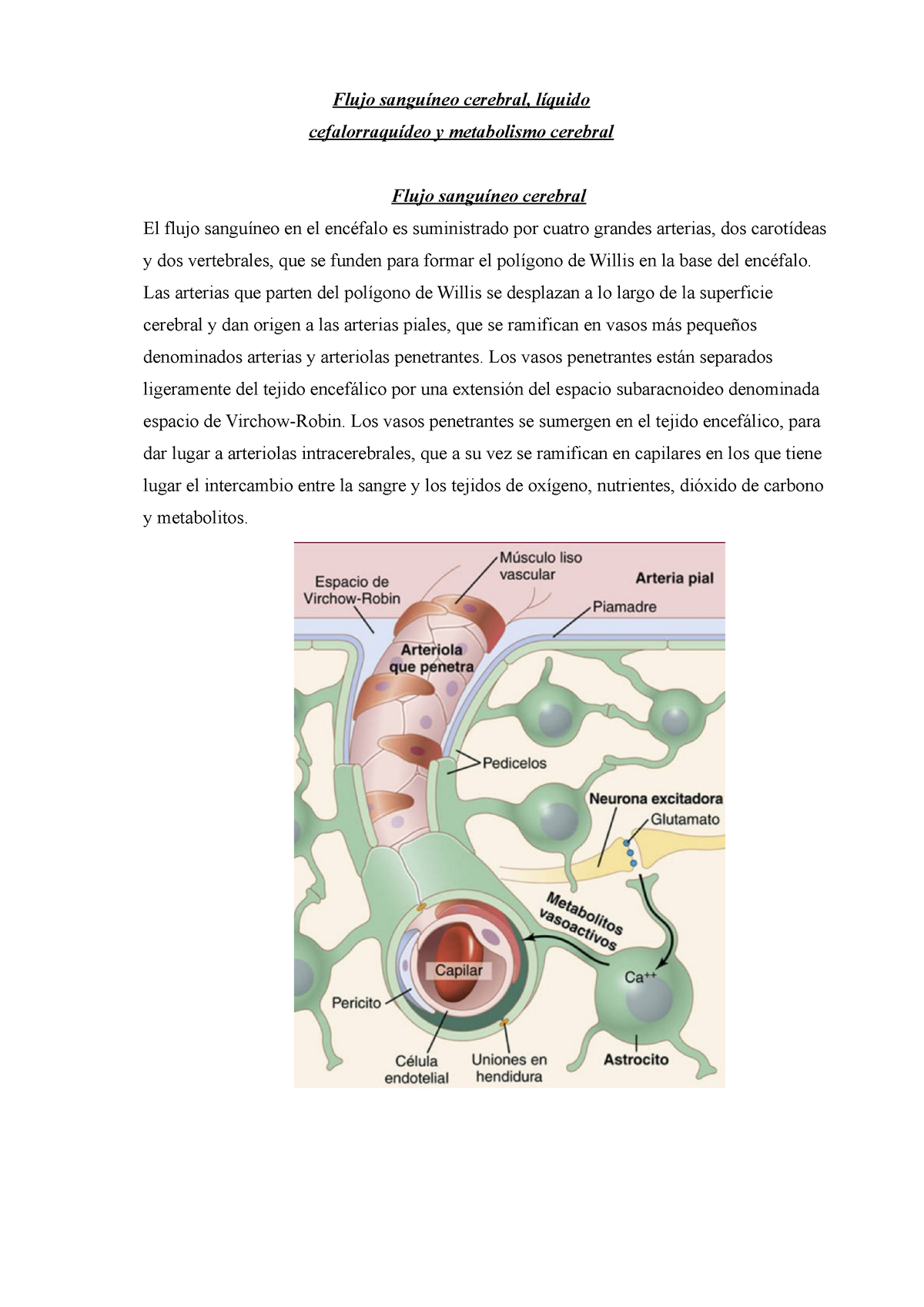 Capitulo 62 Guyton Flujo Sanguíneo Cerebral Líquido Cefalorraquídeo Y Metabolismo Cerebral 7675