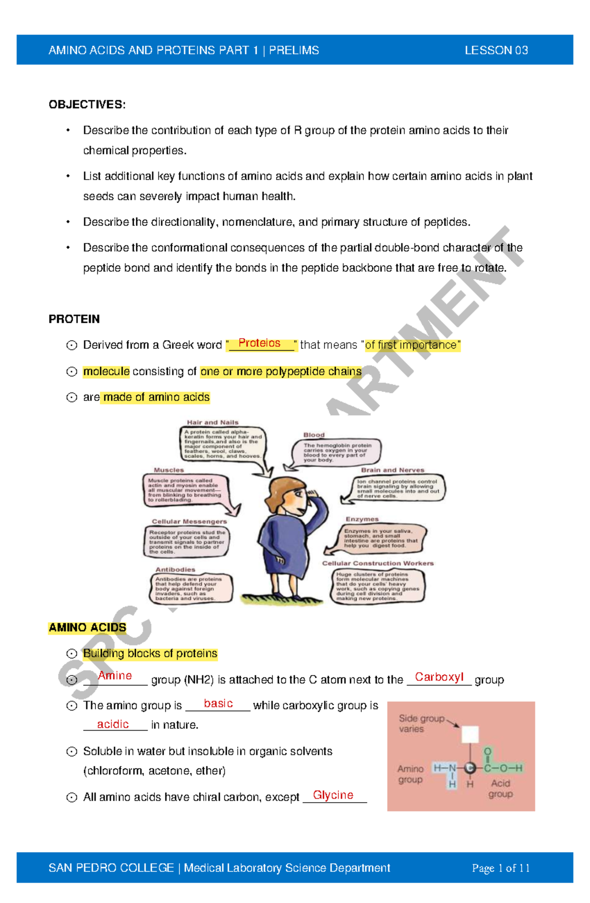 Amino Acids and Proteins - OBJECTIVES: • Describe the contribution of ...