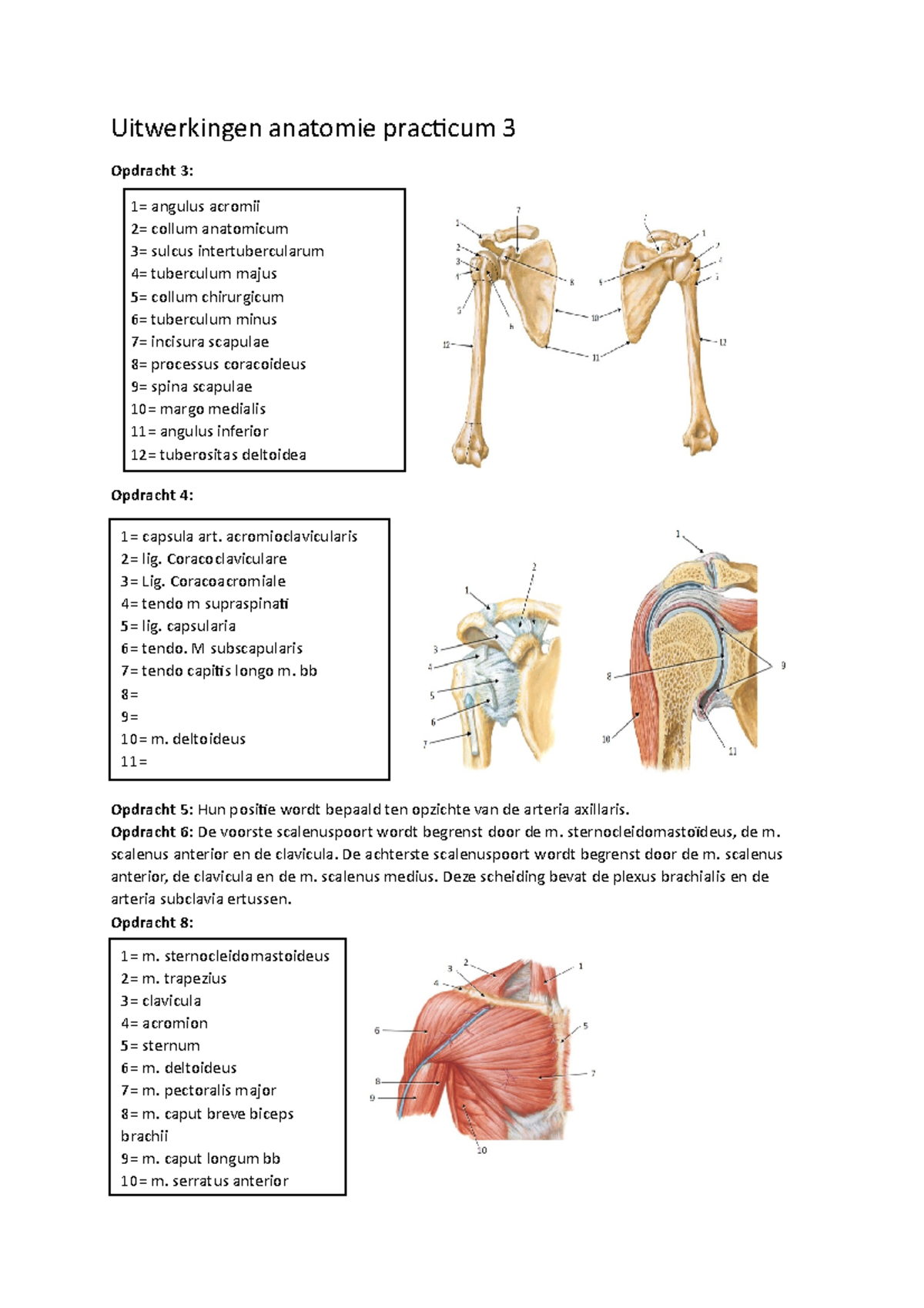 Uitwerkingen Anatomie Practicum 3 - Opdracht 6: De Voorste ...