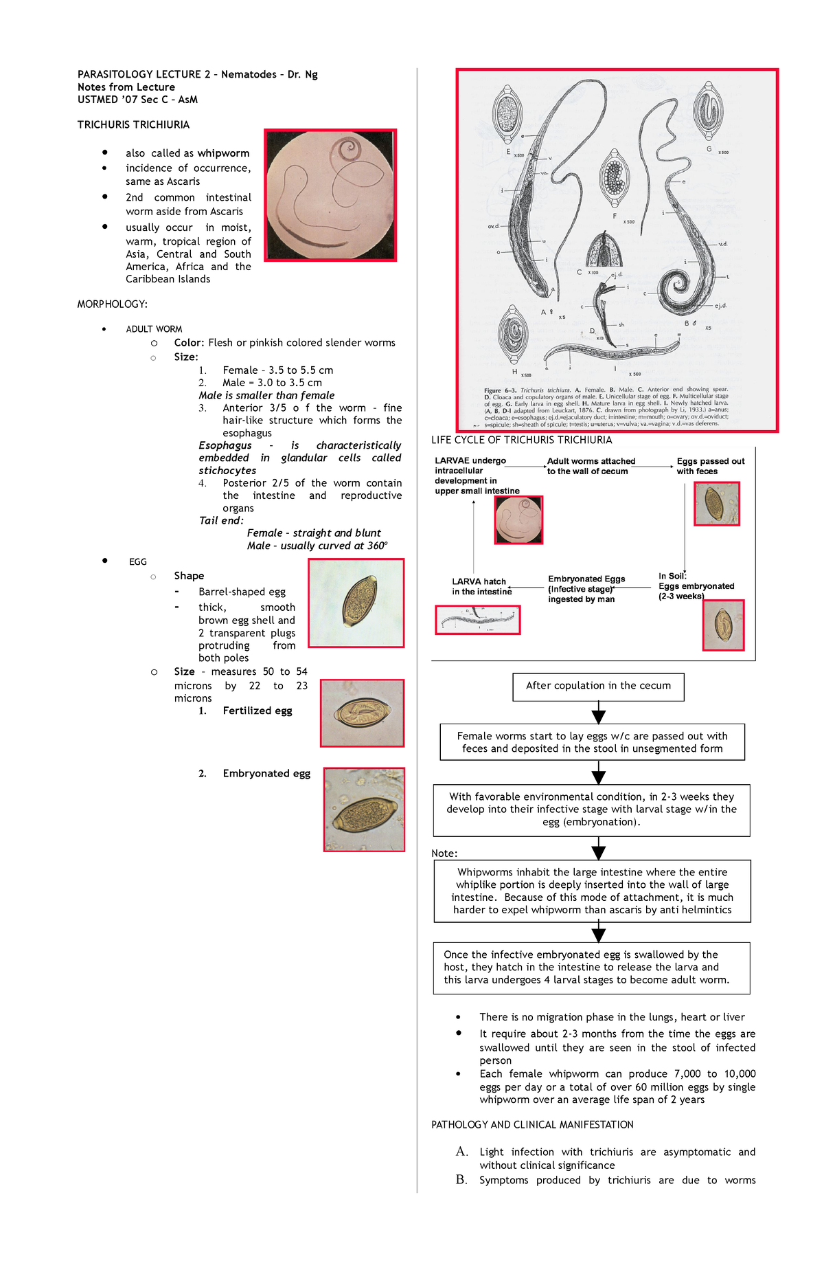 essay questions on nematodes