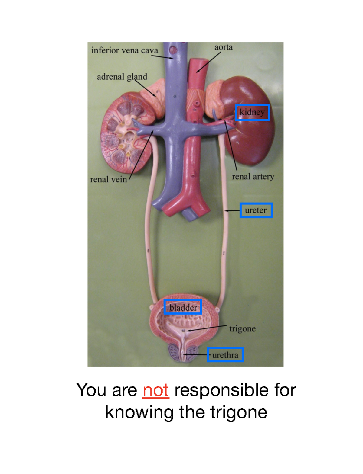 Urinary system You are not responsible for knowing the trigone Right kidney Ureter (right