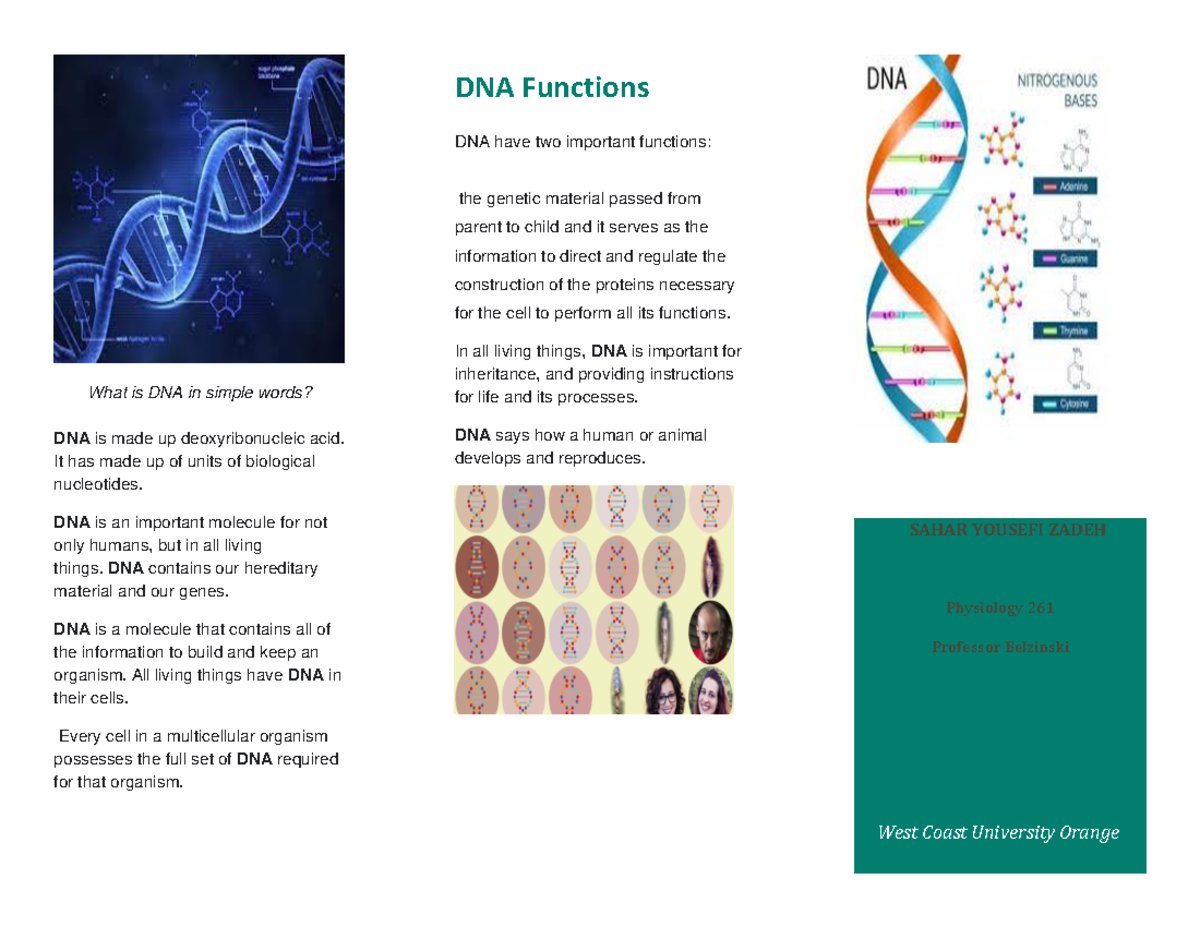 dna-brochure-assignment-what-is-dna-in-simple-words-dna-is-made-up