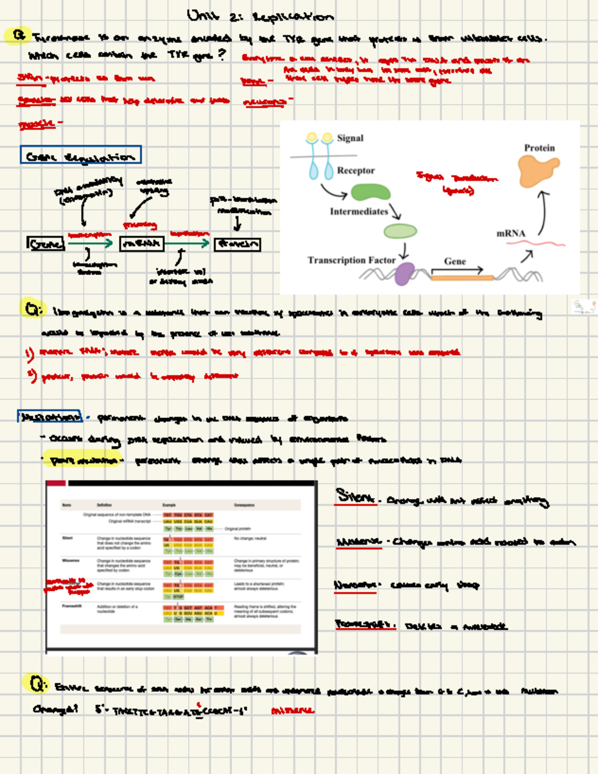 Class Notes Unit. 2 - Unit 2 Bio intro - Unit 2 : Replication Q ...