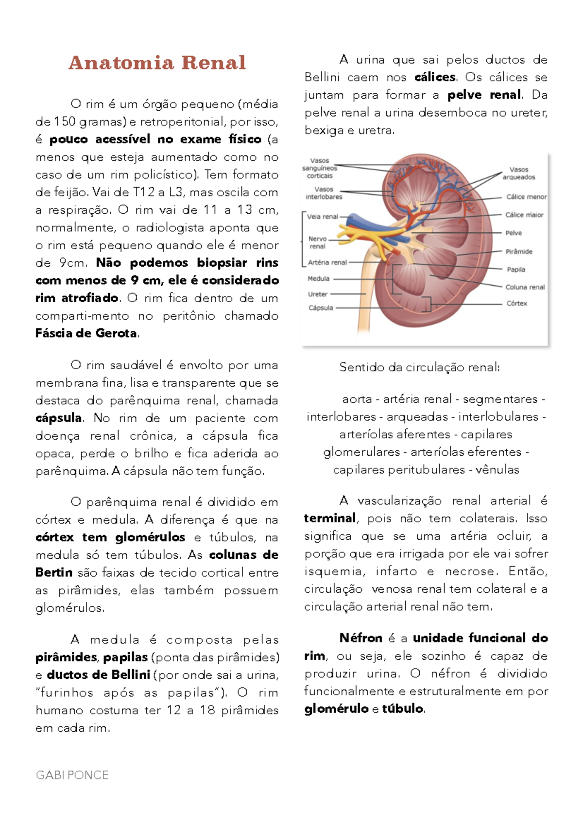 Nefrologia - Anatomia Renal - Anatomia Renal O rim é um órgão pequeno ...