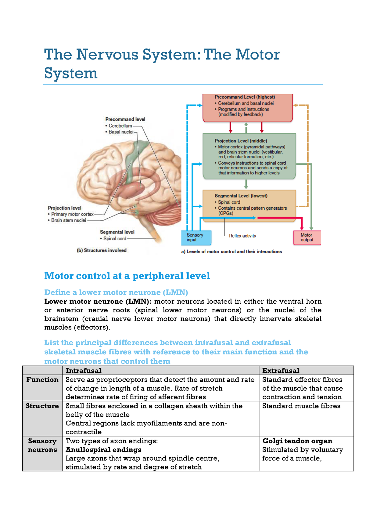 5 The Nervous System part II Motorconverted The Nervous System