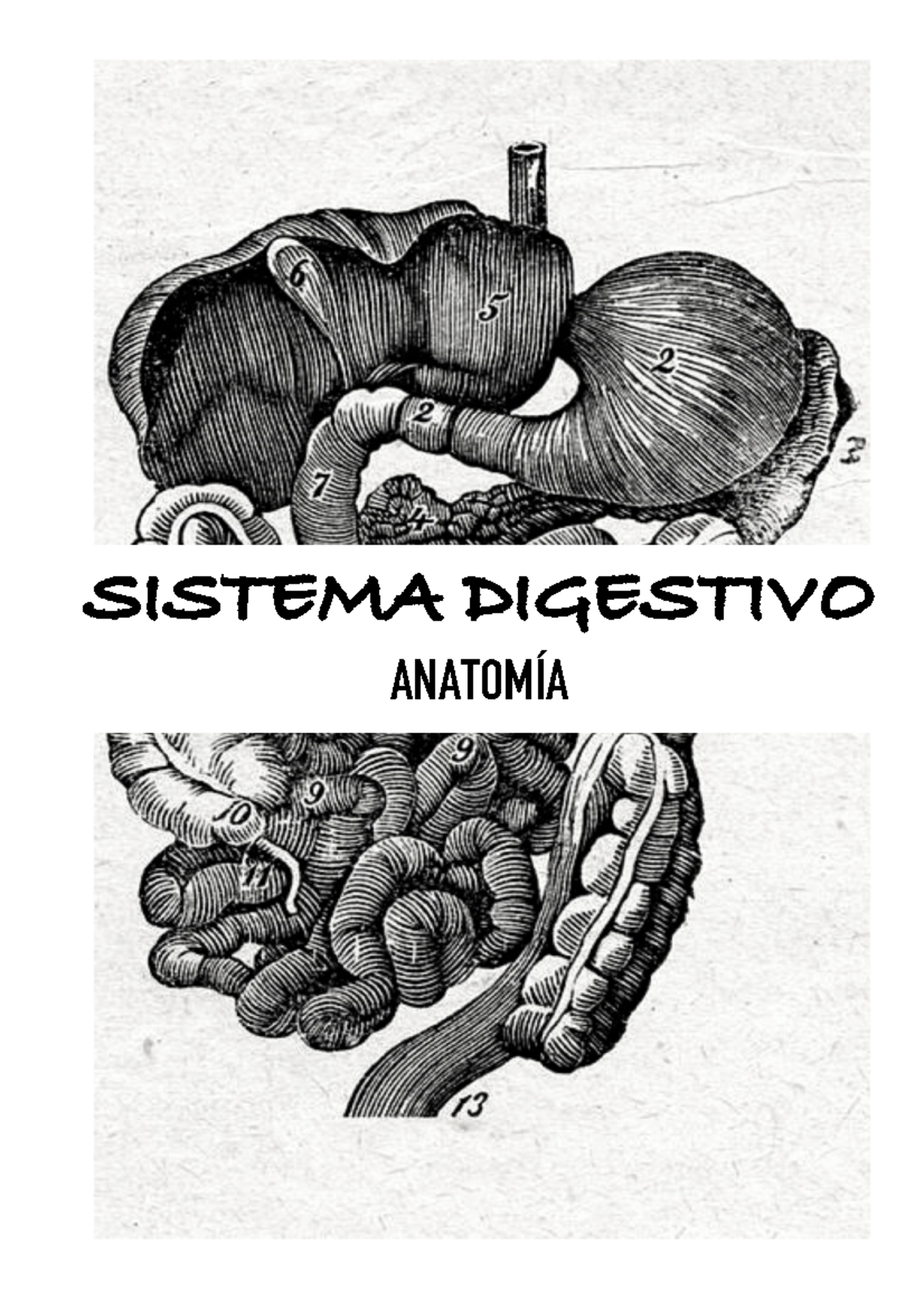 Tema Sistema Digestivo Sistema Digestivo Anatom Tema Sistema Digestivo Definici Del Sistema Digestivo El Sistema Digestivo Est Constituido Por Un Tubo Hueco Studocu