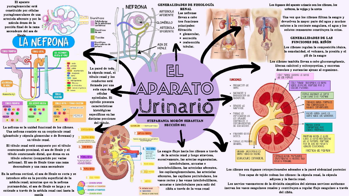 Mapa Mental DE Aparato Urinario - EL APARATO Urinario La sangre fluye hacia  los riñones a través de - Studocu