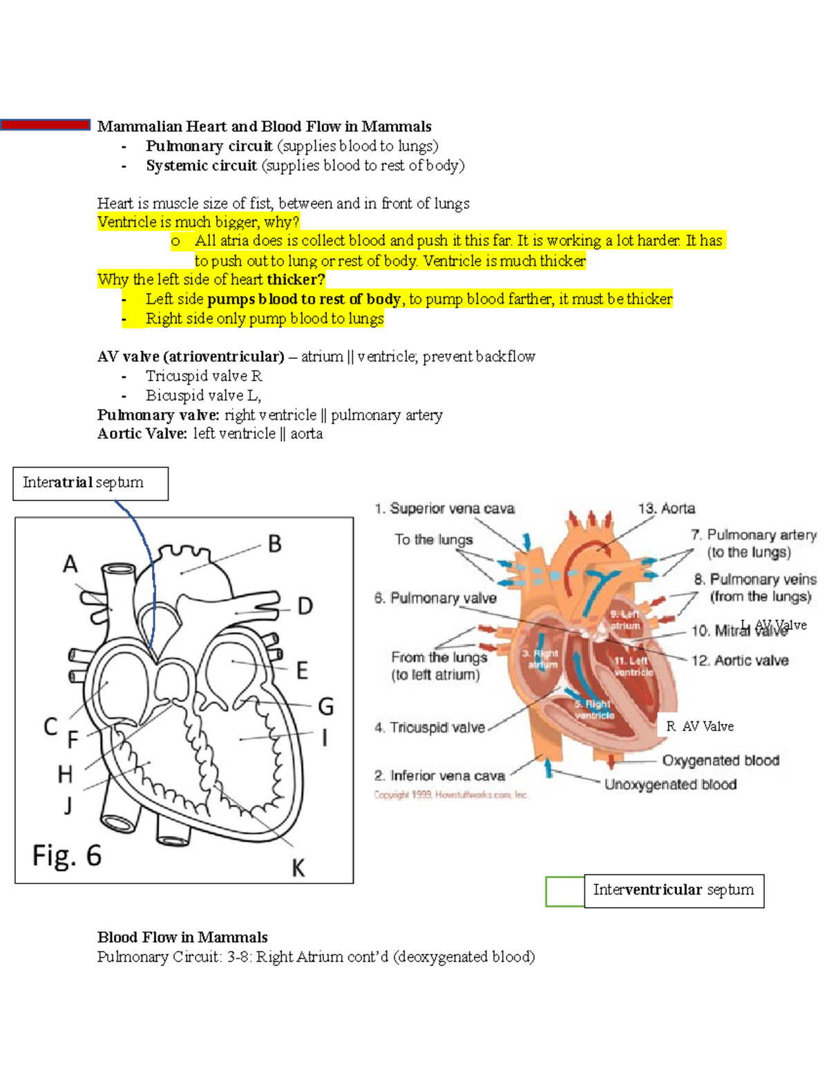 Mammalian Heart and Blood Flow in Mammals - It is working a lot harder ...