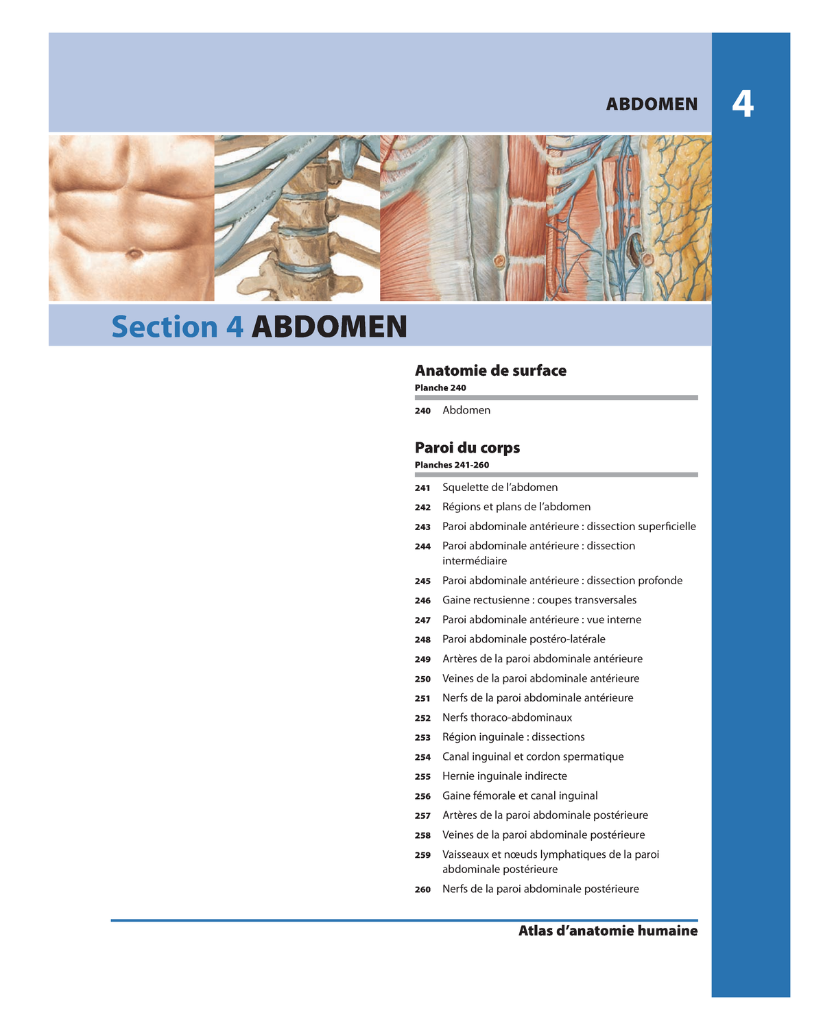 cordon spermatique du nerf ilio inguinal