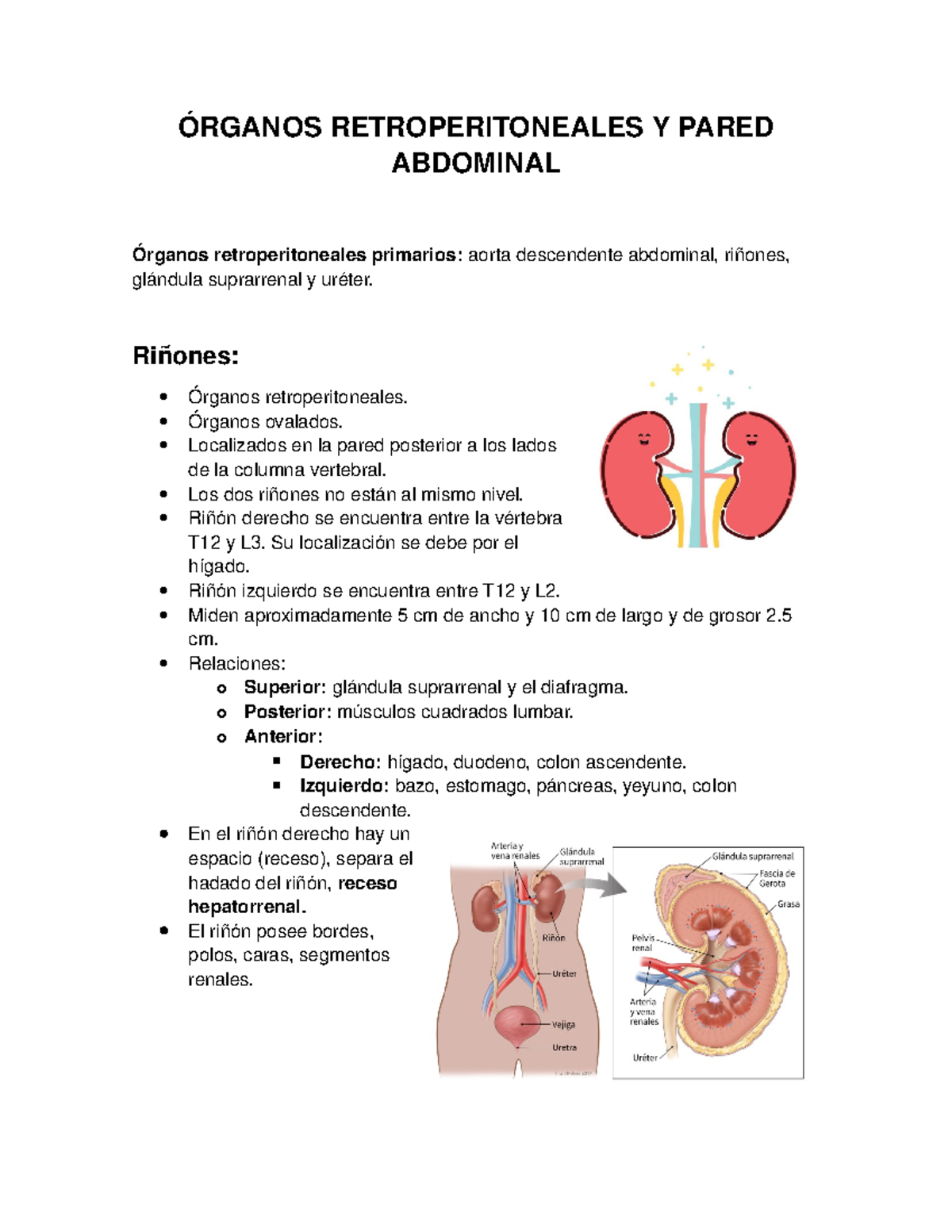 Organos Retroperitoneales Y Pared Abdominal Studocu