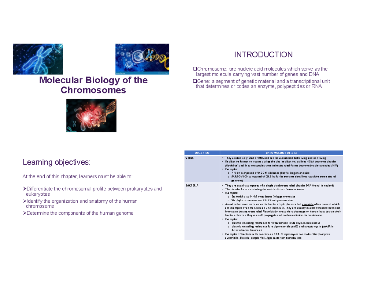 Chromosomes - Idjdndj - Molecular Biology of the Chromosomes Learning ...