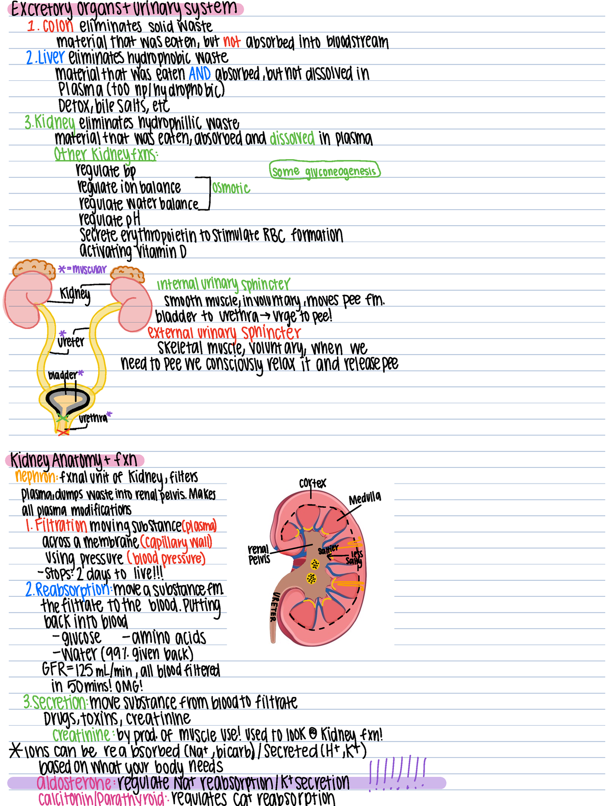 Renal and Digestive System Notes - Excretoryorganstorinarysystem 1 ...