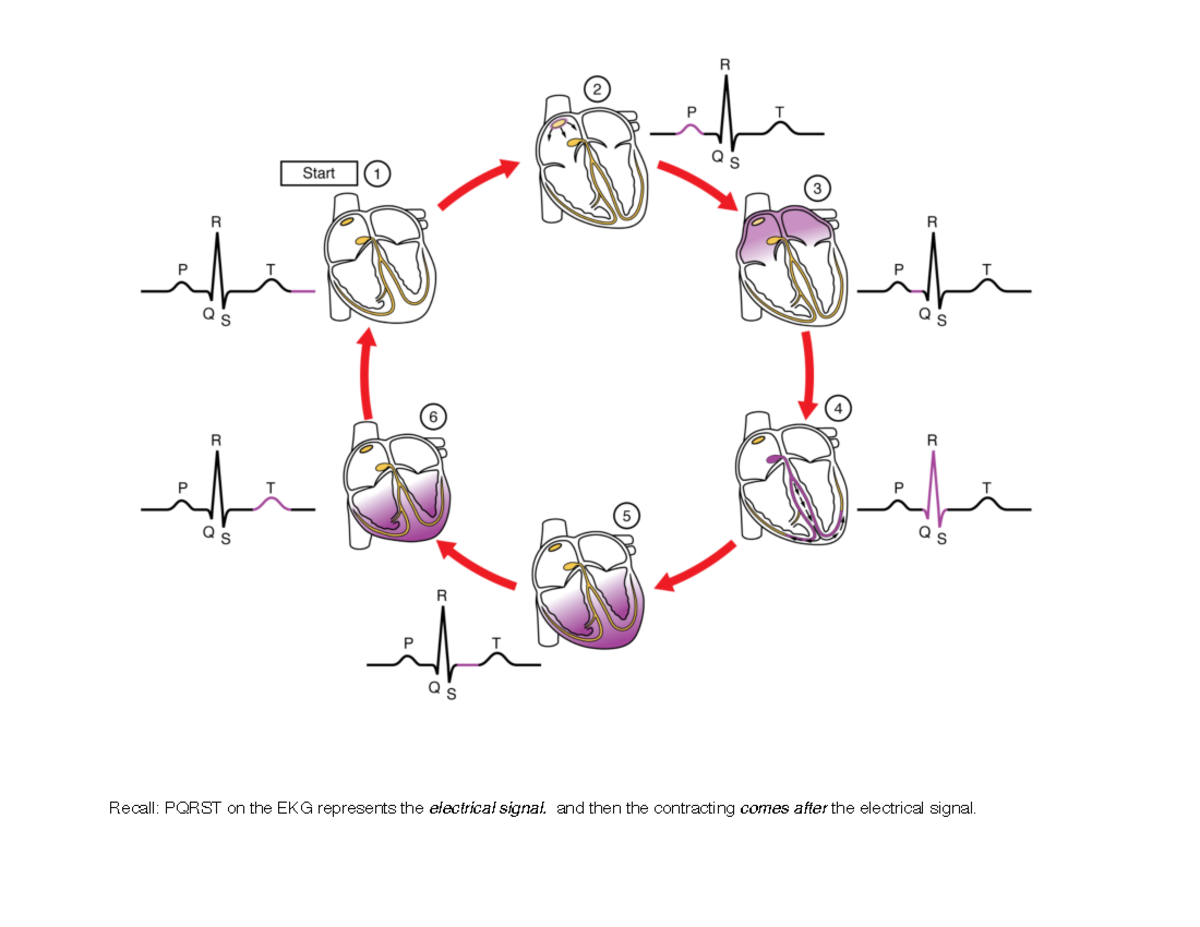 EKG Normal Heart Conduction - Recall: PQRST on the EKG represents the ...