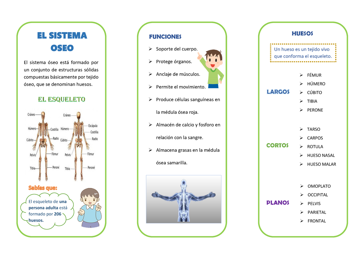 Huesos (Para Niños ) | Nemours Kidshealth