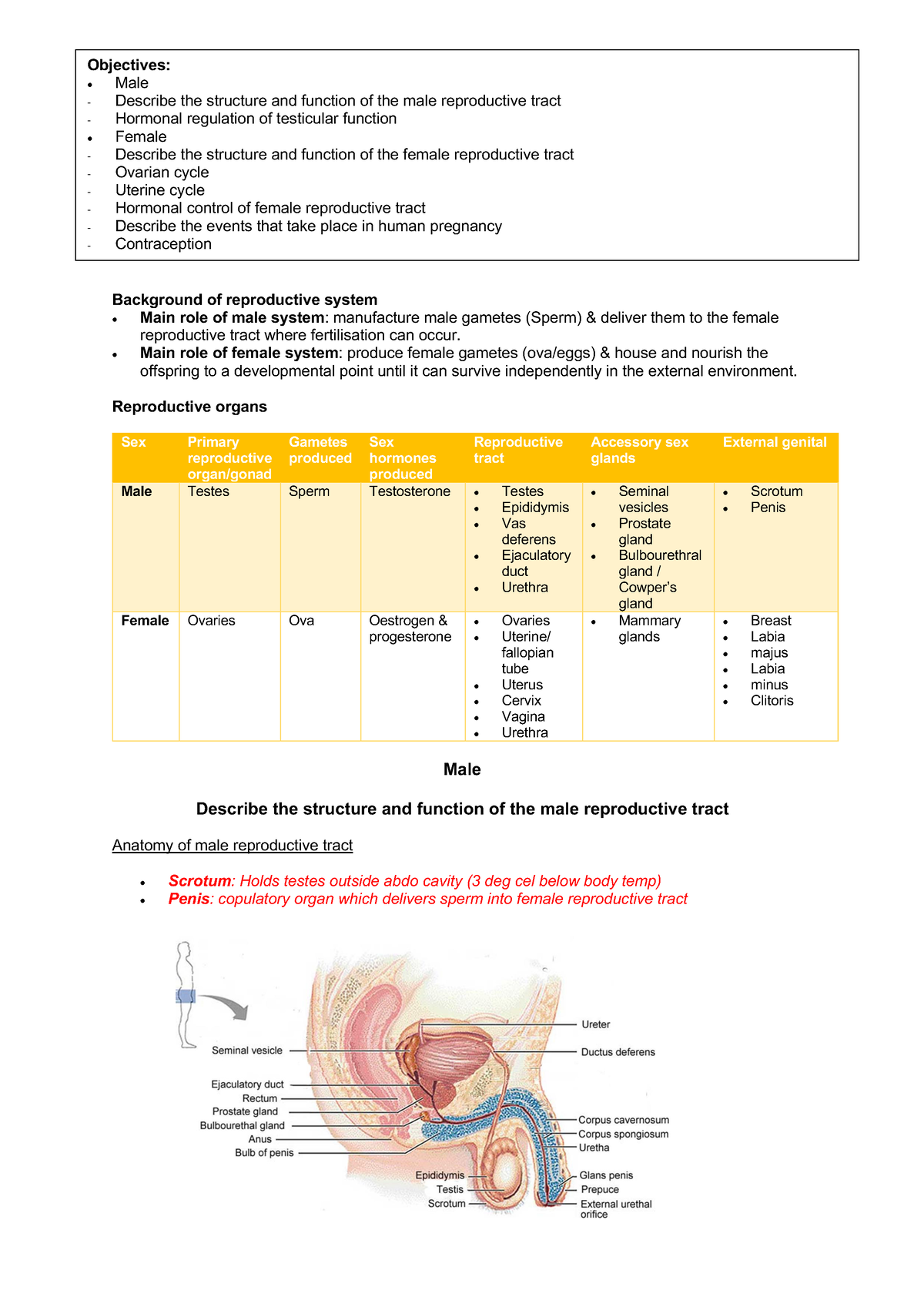 8. Reproductive endocrinology - Describe the structure and function of ...