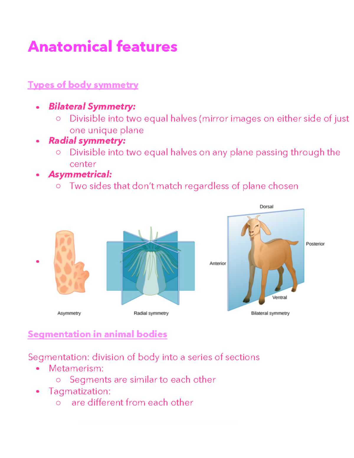 Anatomical features lab notes Types of body symmetry Bilateral