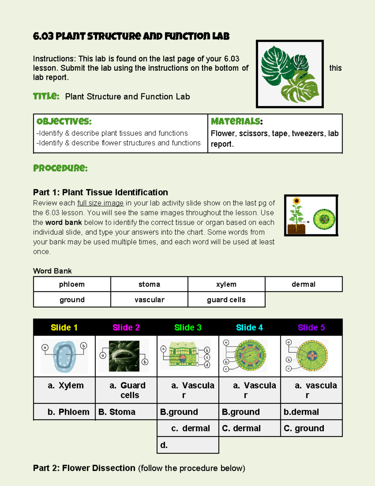 Copy of 6 03 lab report template-v23 - 6 Plant Structure and Function ...
