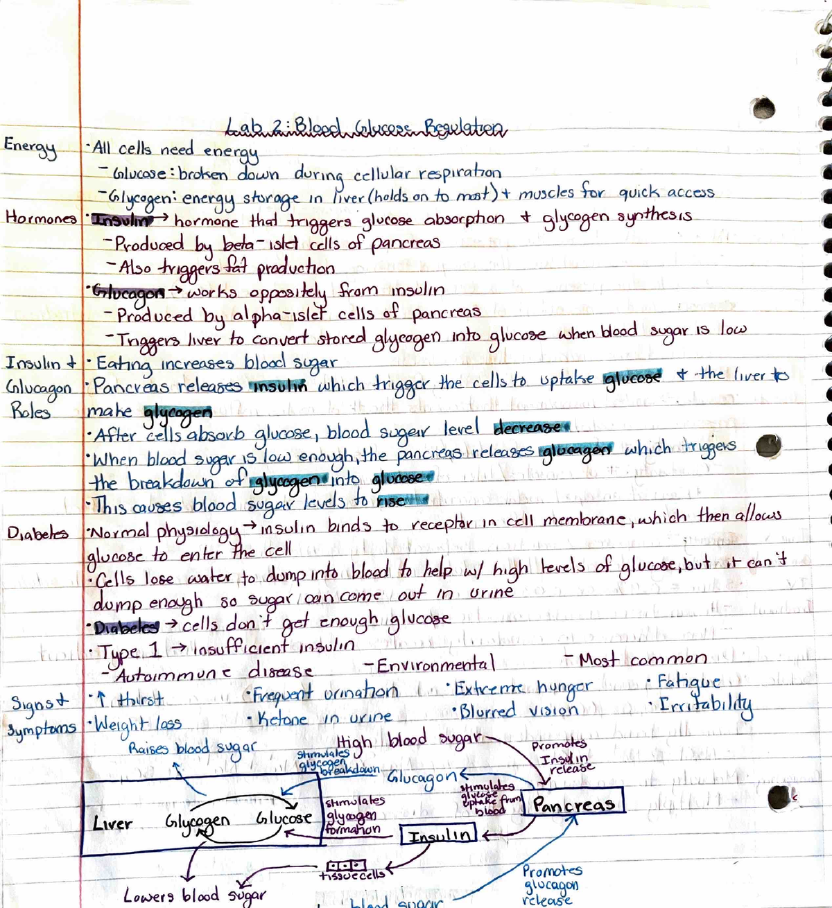 Lab 2 - James haugen - BIO 246 - Studocu