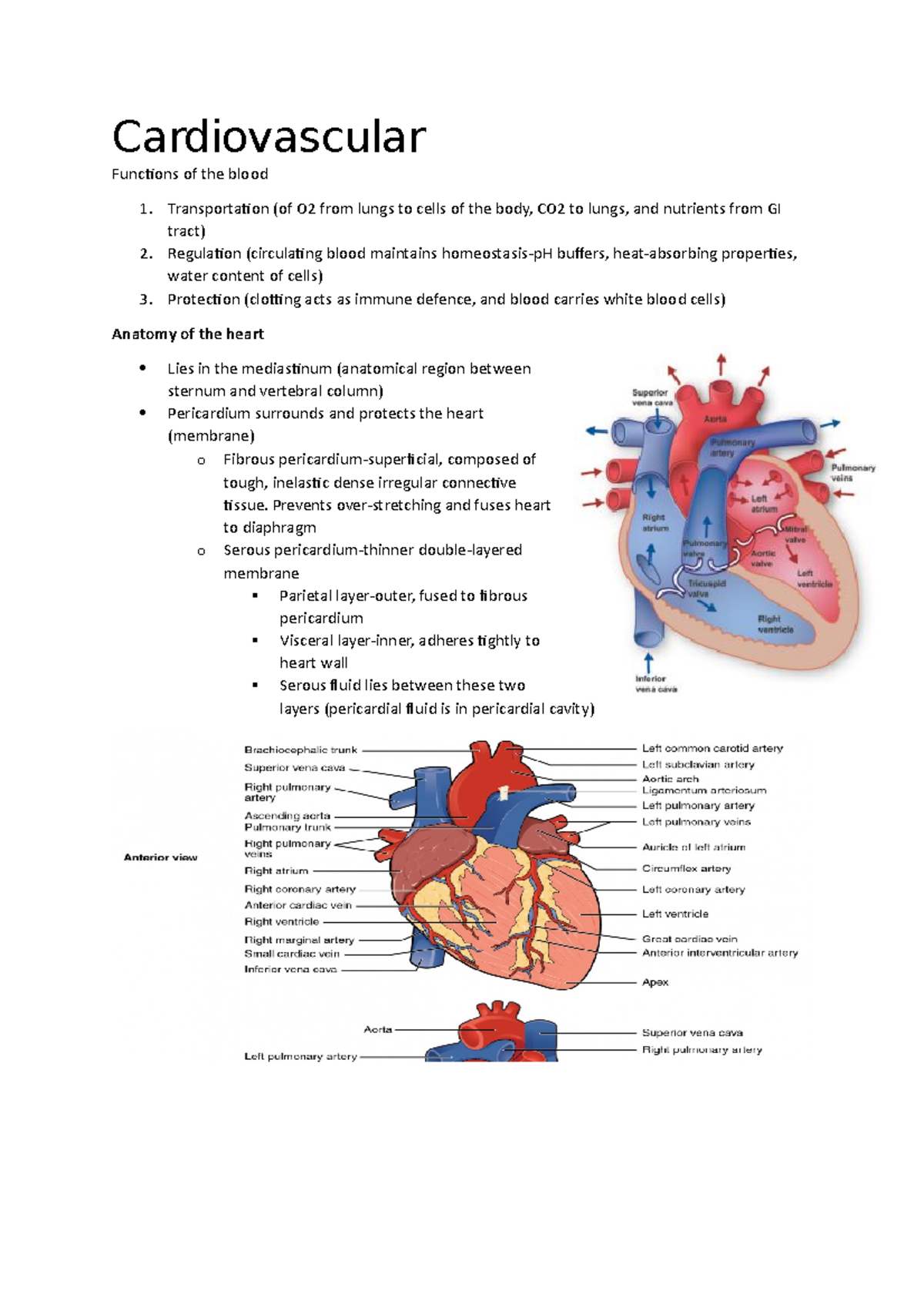 Cardiovascular - Summary of lecture notes, practise questions and ...