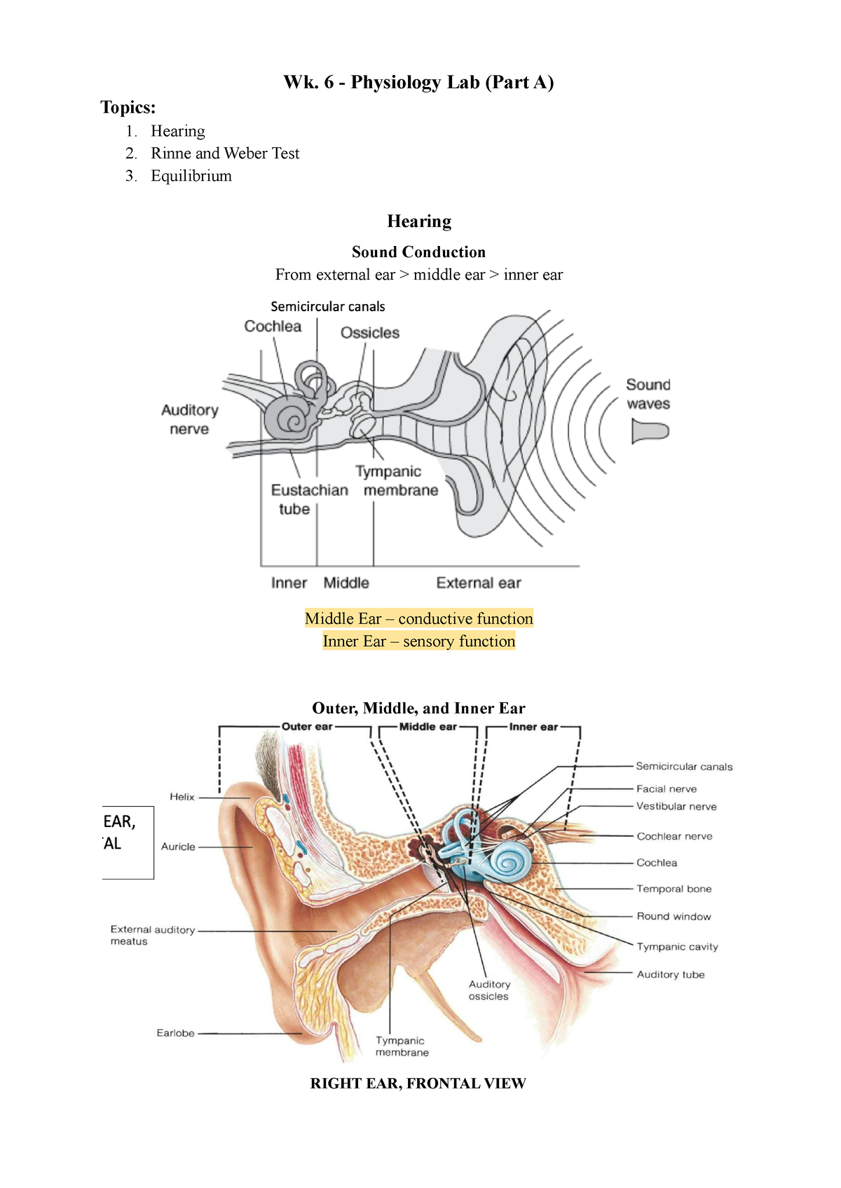 Wk Physiology Lab Topics Hearing Rinne And Weber Test Equilibrium Wk Physiology Lab