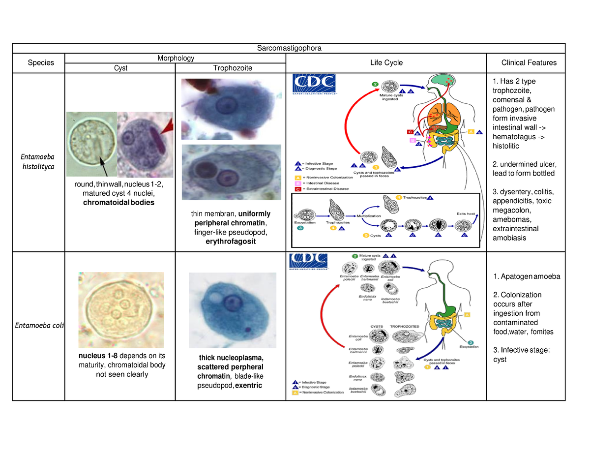 I Protozoology - Pdf - Cyst Morphology Trophozoite Sarcomastigophora ...