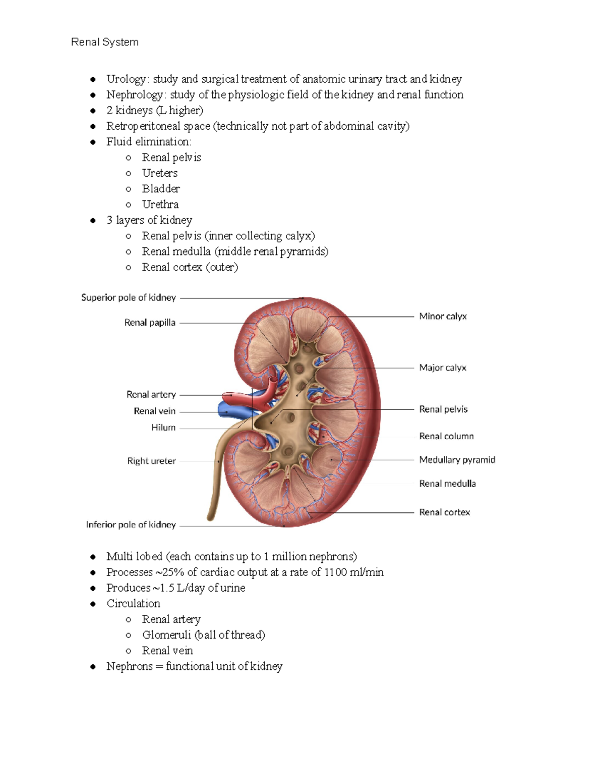 Patho: Renal System - Urology: study and surgical treatment of anatomic ...