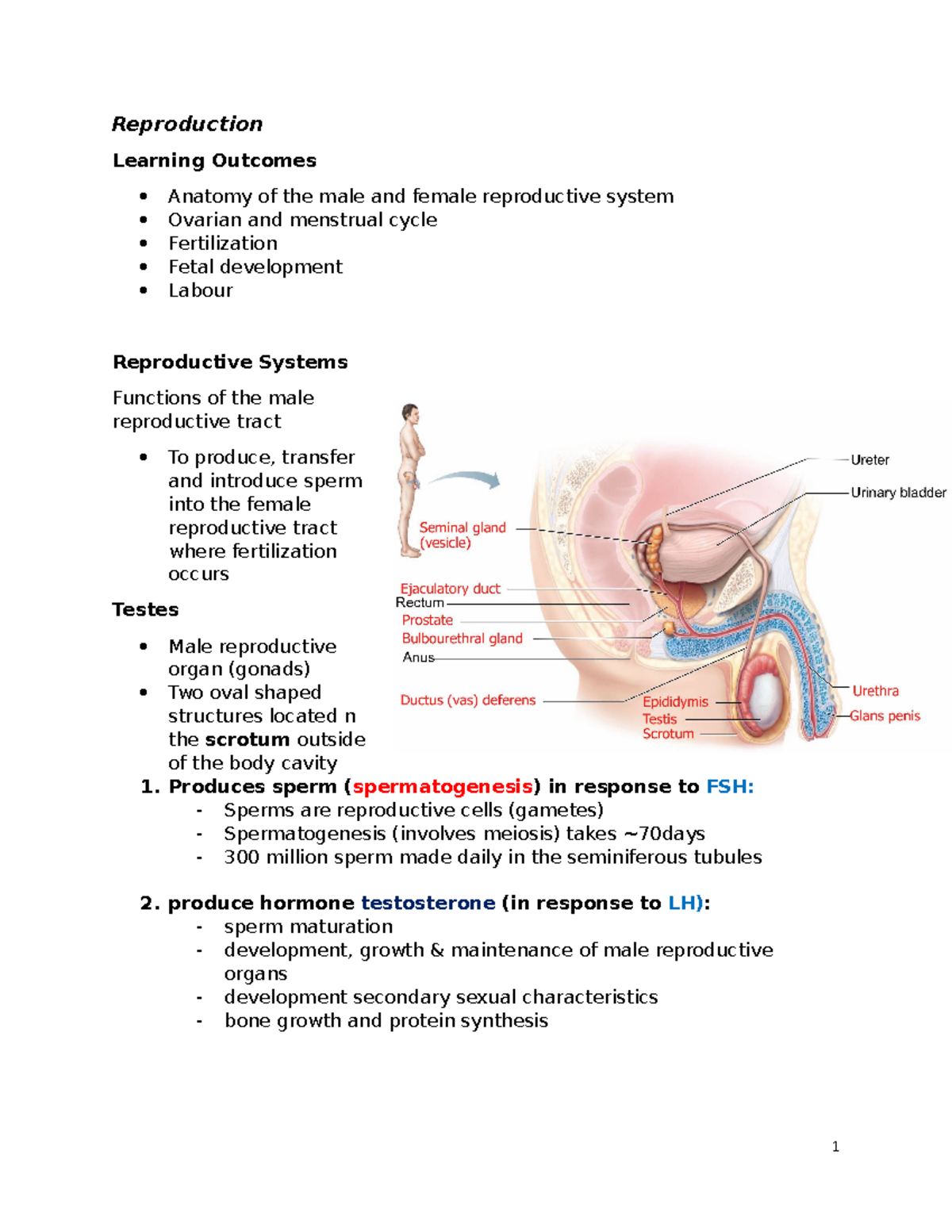 Reproductive System Lecture Notes 10 Reproduction Learning Outcomes