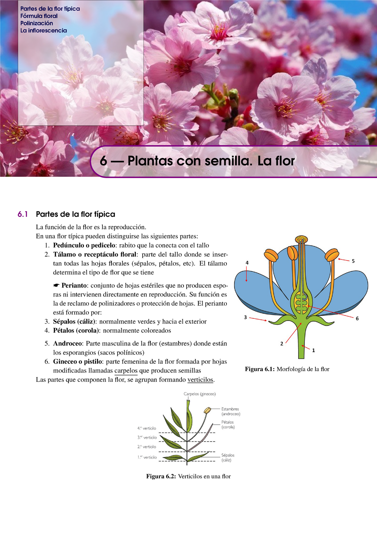Plantas con semilla. La flor - Partes de la flor típica Fórmula floral  Polinización La - Studocu