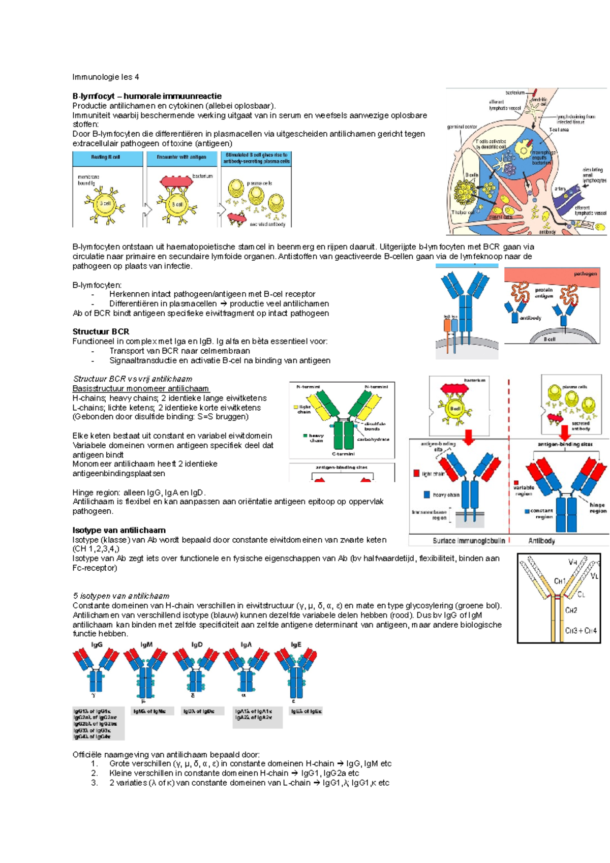 Immuno 4 - Samenvatting Les 4 - Immunologie Les 4 B-lymfocyt – Humorale ...