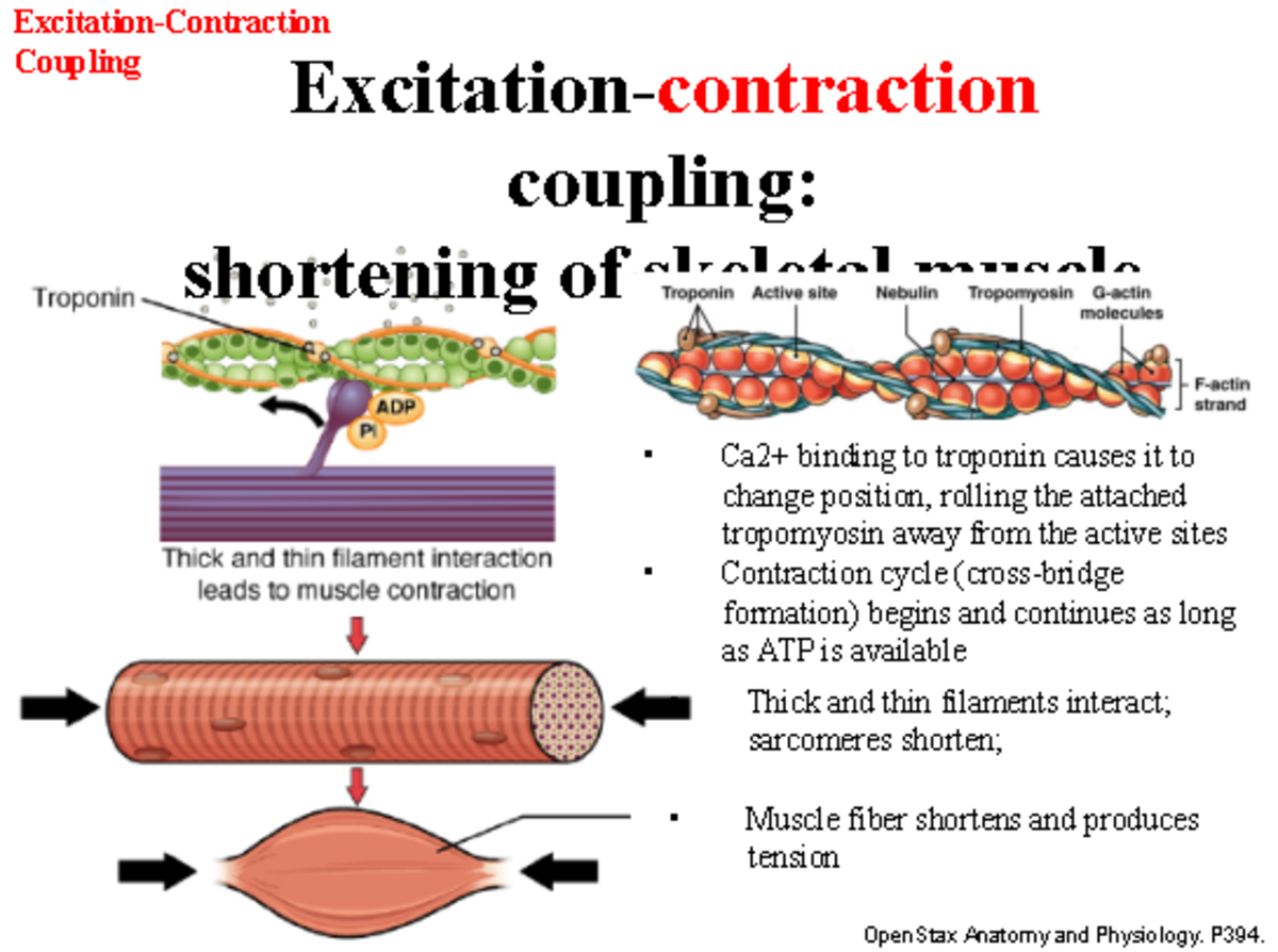 Shortening of Skeletal muscle - Coupling coupling: Troponin shortening ...