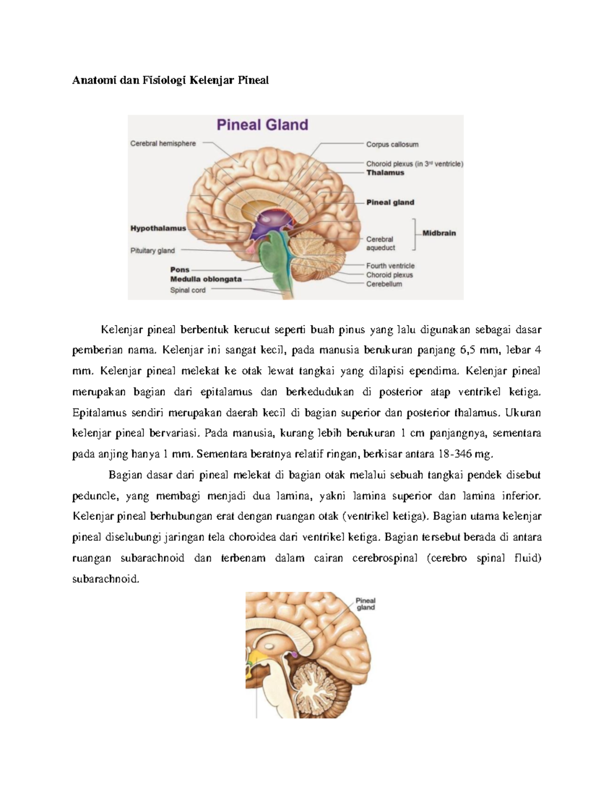 Kelenjar Pineal Atau Epifisis Fungsi Dan Anatomi Psik - vrogue.co