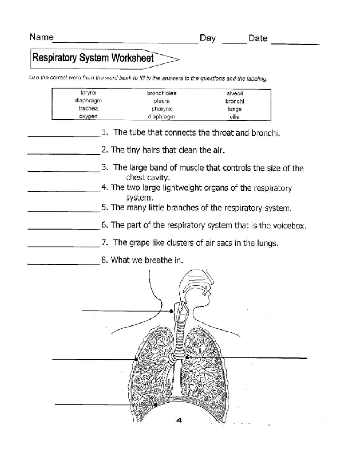 essay questions for respiratory system