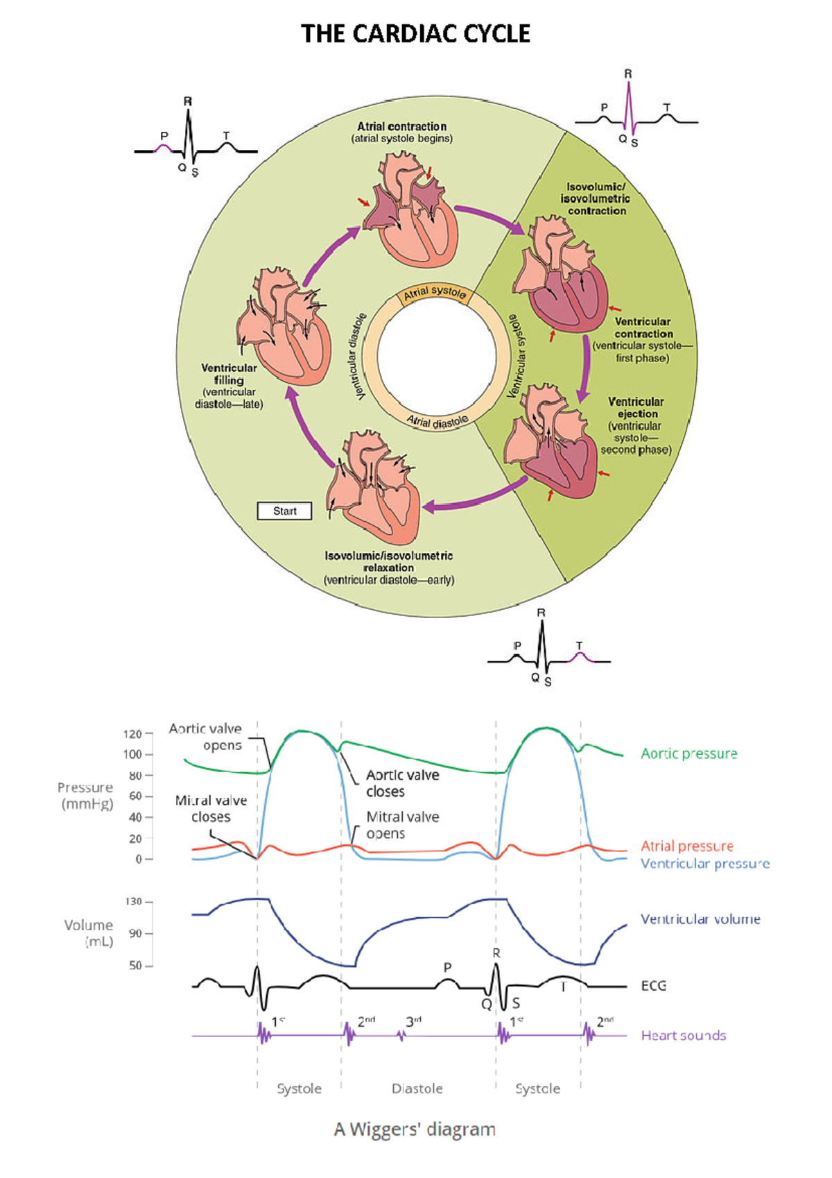 Cardiac Cycle summary - PHOL0001 - THE CARDIAC CYCLE - Studocu