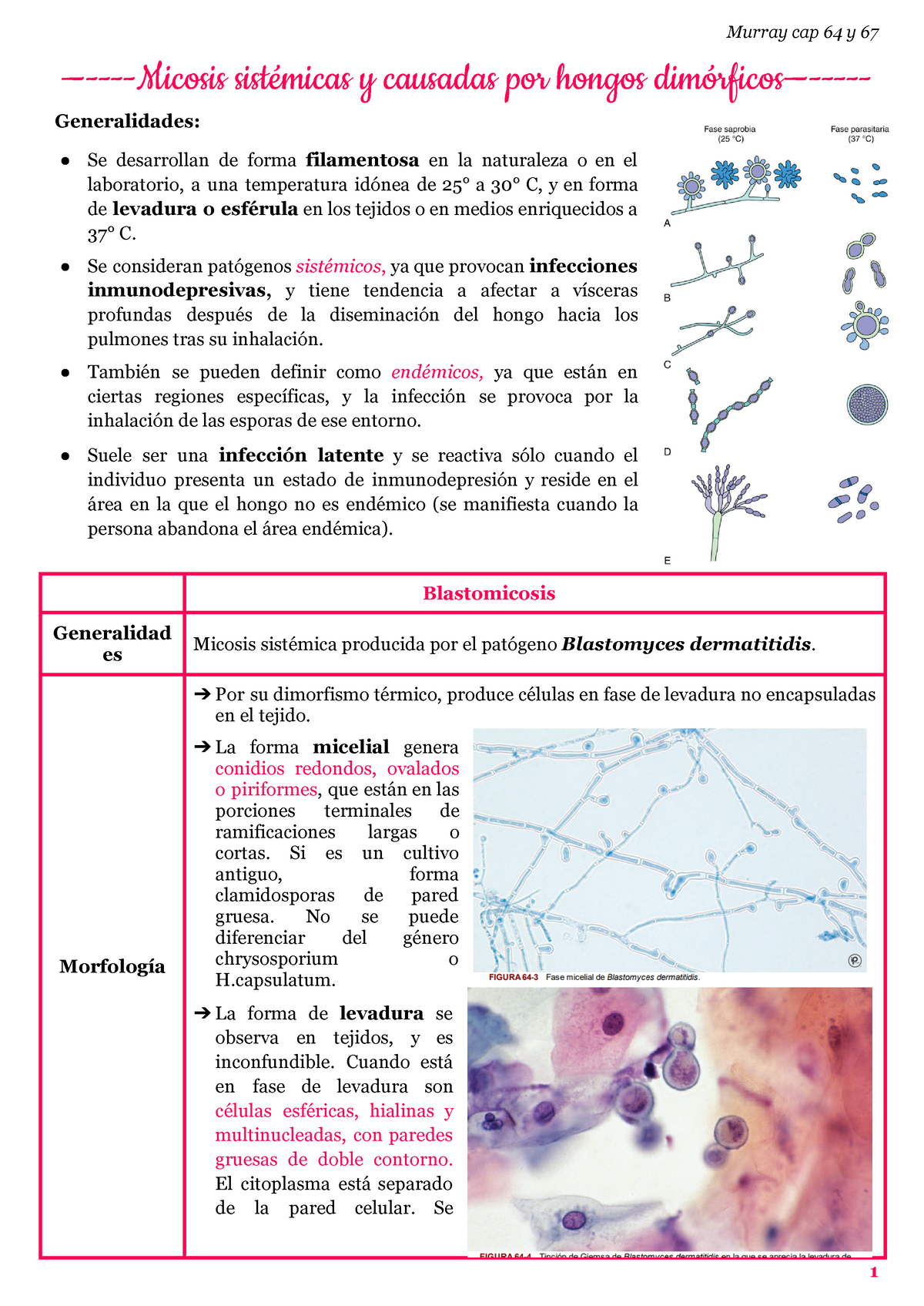 Micosis sistemicas - Resumen Microbiologia - —-Micosis sistémicas y ...