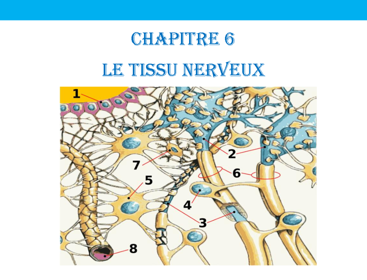 Chapitre 6 Tissu Nerveux E2021 tudiant 2 Chapitre 6 Le Tissu 