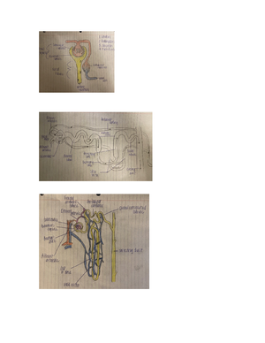 Fetal Development Part 2.doc manzo - PSY-357 – Lifespan Development ...