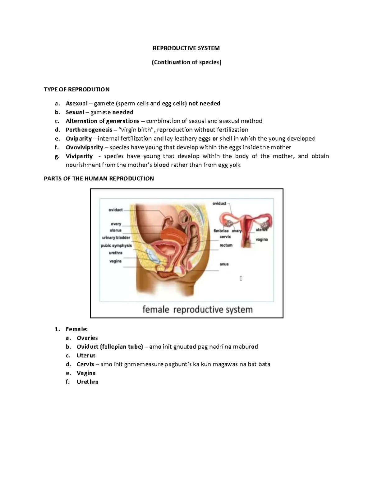 Reproductive System (Anatomy and Physiology) - REPRODUCTIVE SYSTEM ...