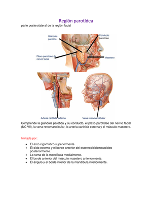 región parotídea