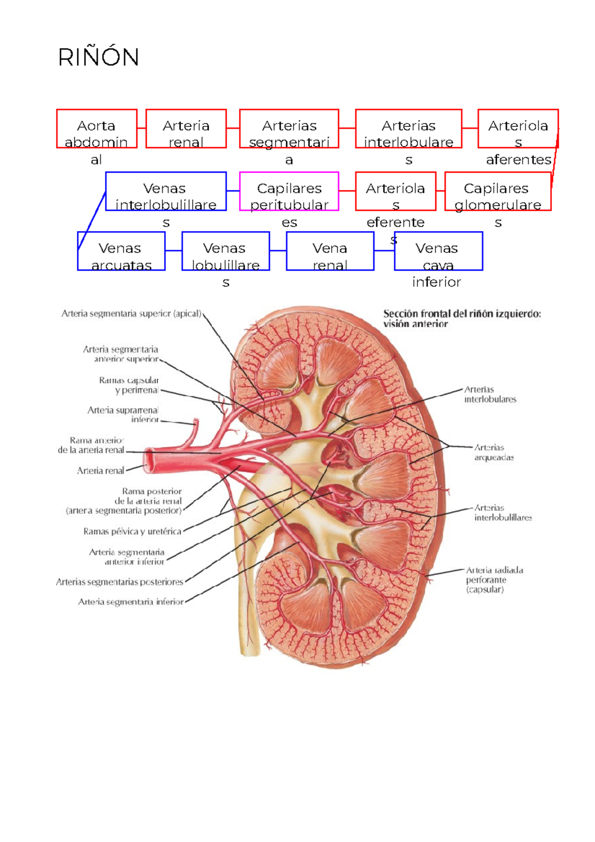 Genitourinario irrigación - RIÑÓN Aorta abdomin al Arterias segmentari ...