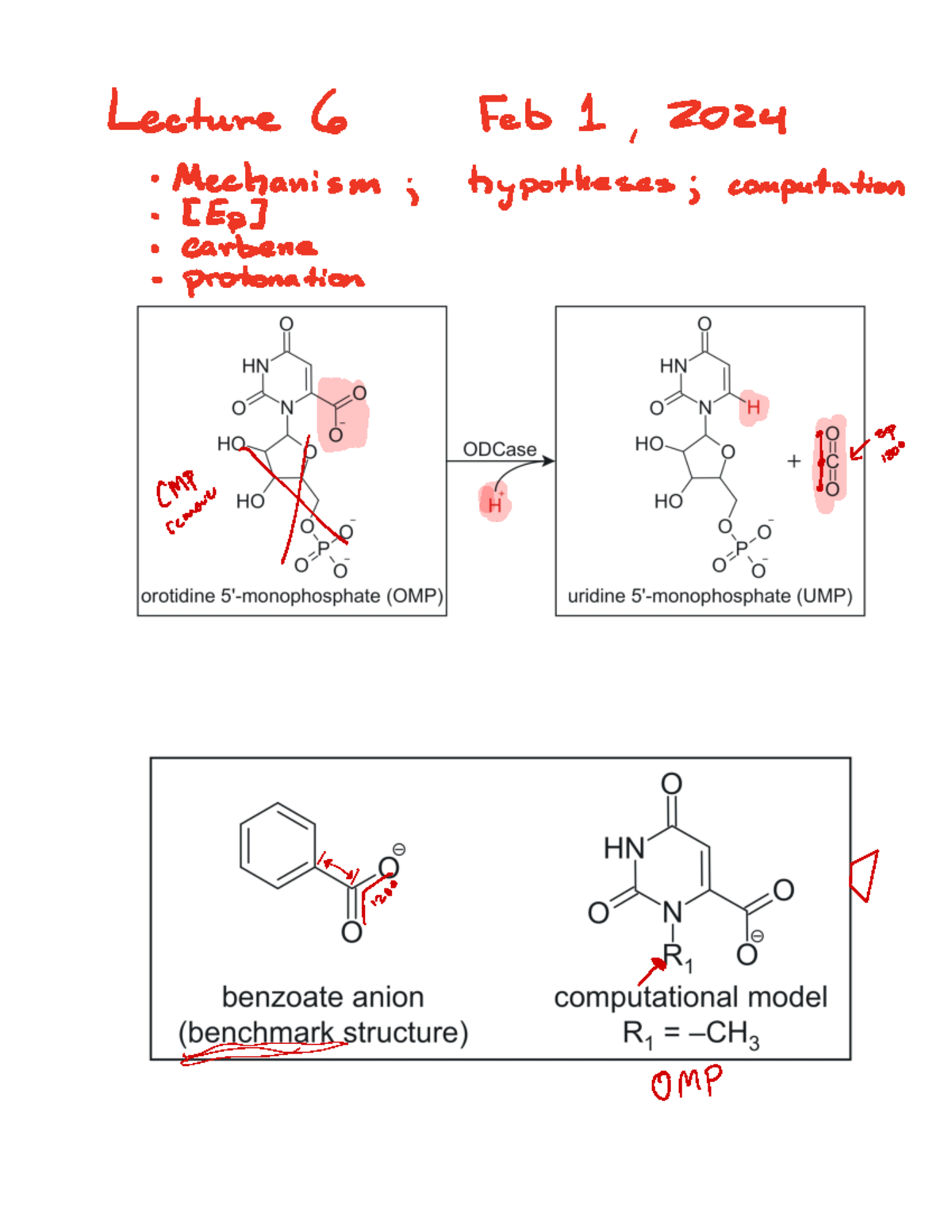 Note Jan 31 2C 2024 - Synthesis pathway for orotate how to calculate ...