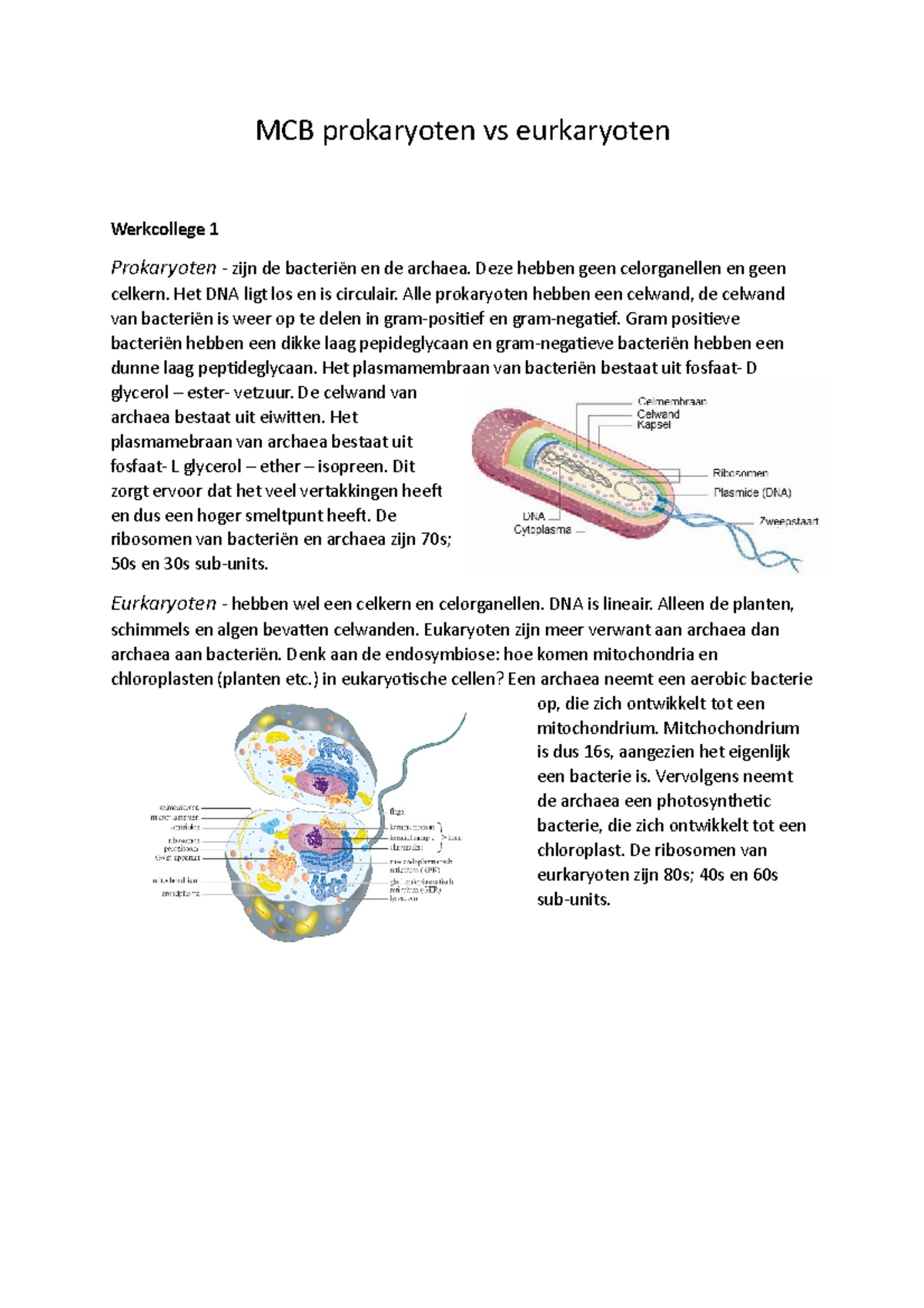 MCB Prokaryoten Vs Eurkaryoten Nieuwe Versie - MCB Prokaryoten Vs ...