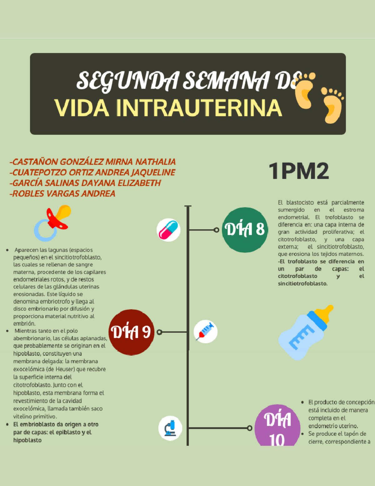 Segunda Semana De Vida Intrauterina Línea Del Tiempo Embriologia