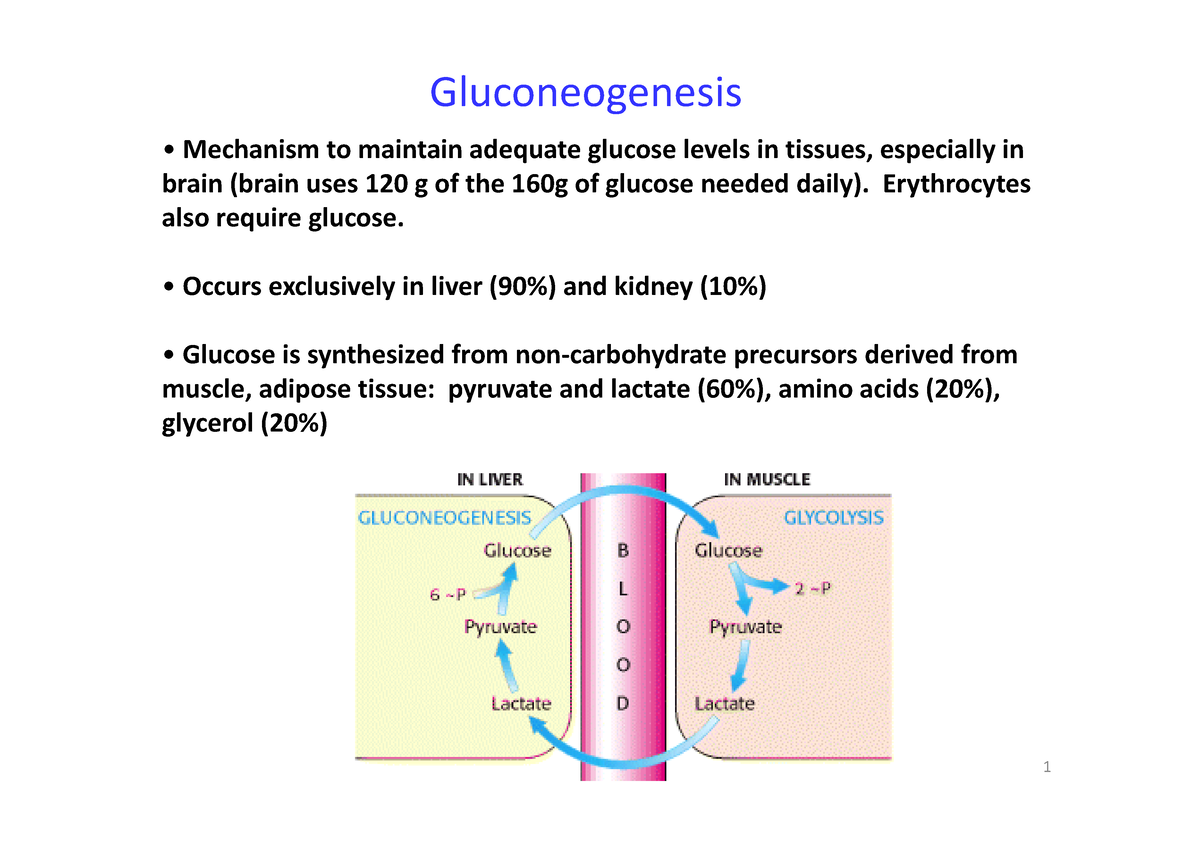 Gluconeogenesis 211109 112337 - Gluconeogenesis • Mechanism To Maintain ...