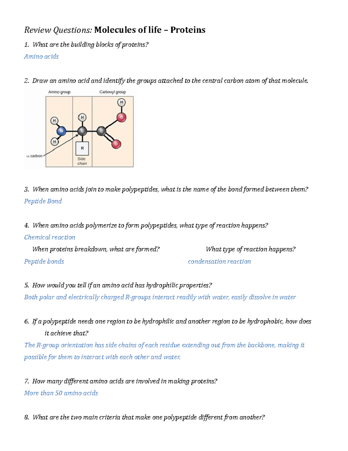 Proteins Review Questions - Review Questions: Molecules of life ...